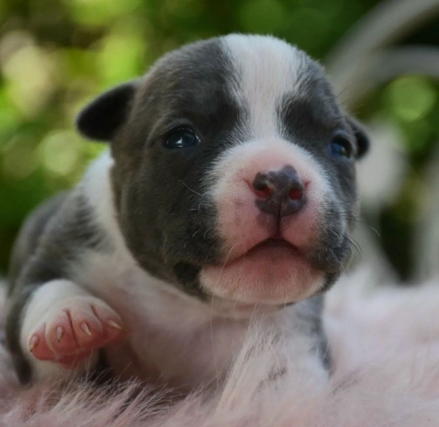 American Bully filhotes disponíveis.