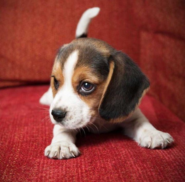 Beagle filhotes disponíveis