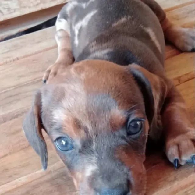 DOGUINHOS DACHSHUNDS - Foto 4