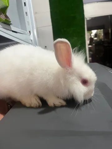 Mini coelhos filhotes - Foto 5
