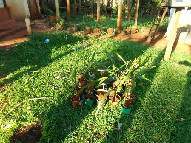 Mudas de planta - Foto 2