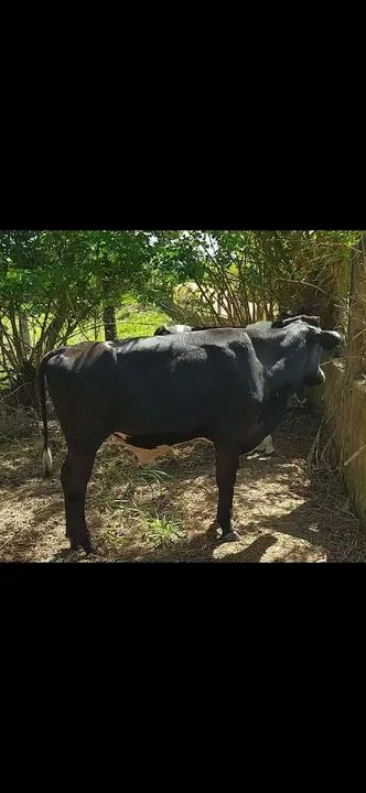 Bezerros - 2 machos e 1 fêmea  - Foto 2