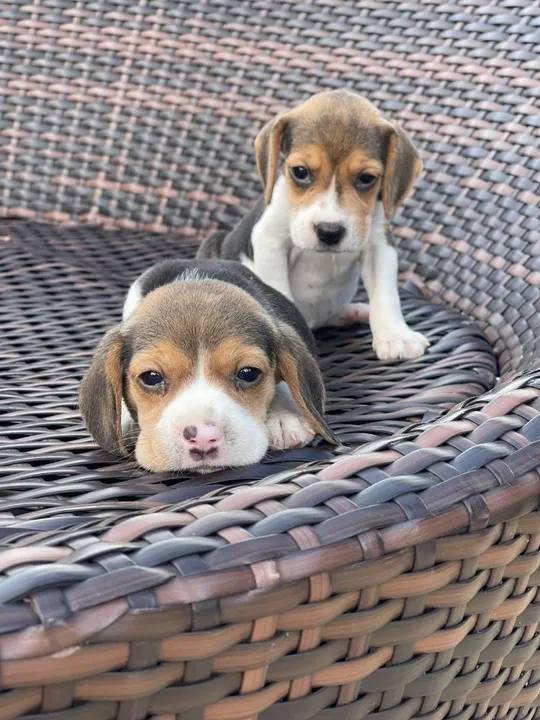 Dois filhotes de Beagle para Teixeira