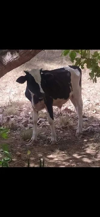 Bezerros - 2 machos e 1 fêmea  - Foto 3