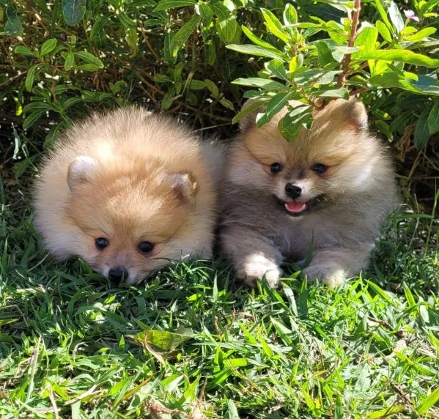 Lulu da Pomerânia - Macho - Pedigree CBKC - 10x s/ no cartão com Garantia - Foto 4