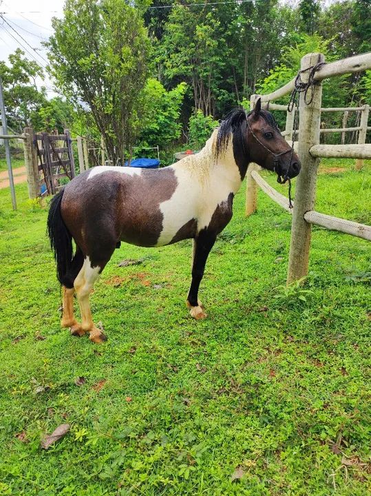 Pônei Macho Inteiro - Foto 3