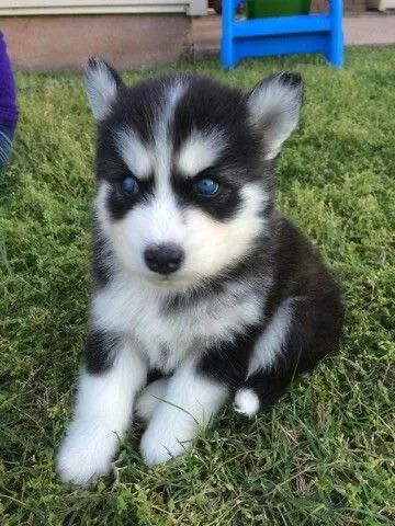 Husky Siberiano Prontos Para Alegrar Sua Vida