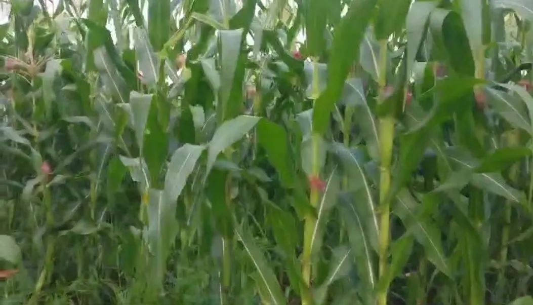 Vendo chácara formada com 2 casas - Foto 10