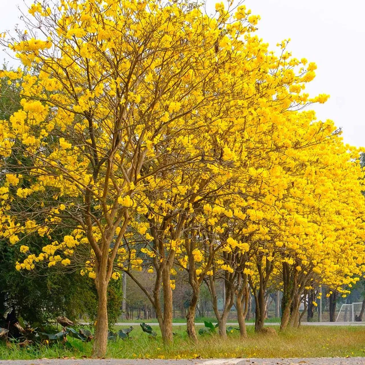 Mudas do ipê amarelo  - Foto 6