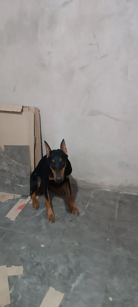 Doberman Docio