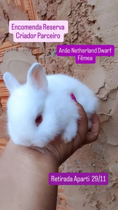 Anão Netherland Dwarf Últimos  - Foto 5