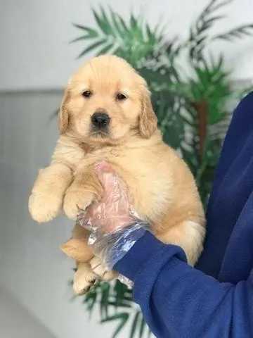 Golden Retriever - Filhote fêmea saudável com excelente linhagem - Loja física