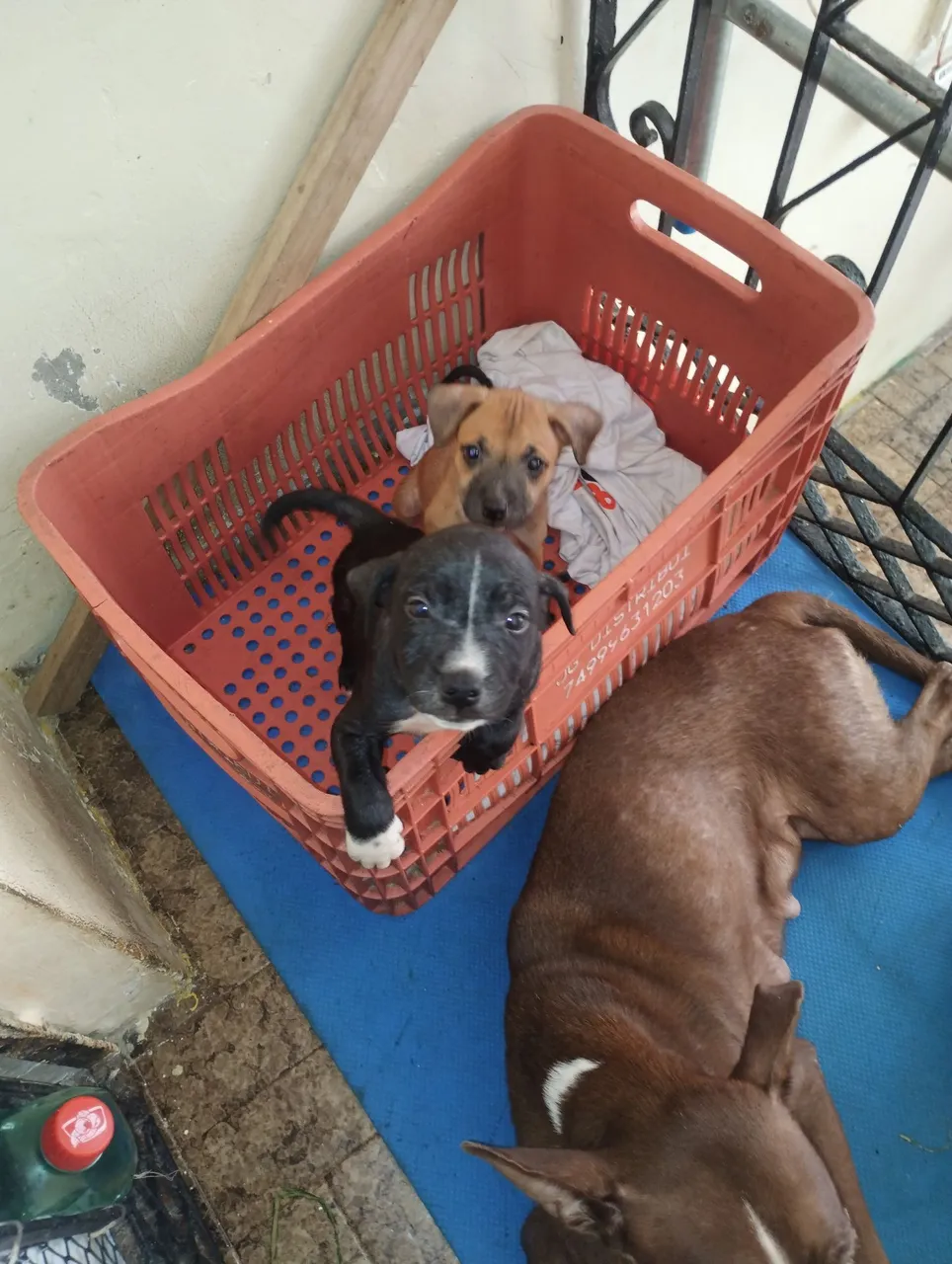 Filhotes de Pitbull misturado para adoção