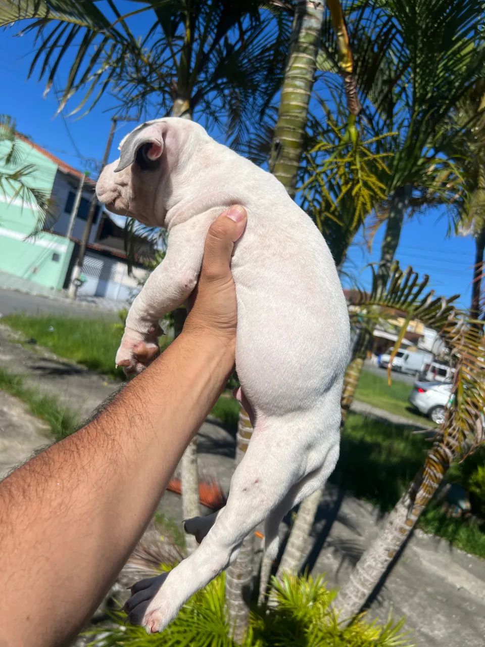 American bully c/ Pedigre  - Foto 5