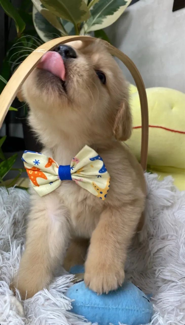 Fêmea de Golden Retriever  - Foto 4