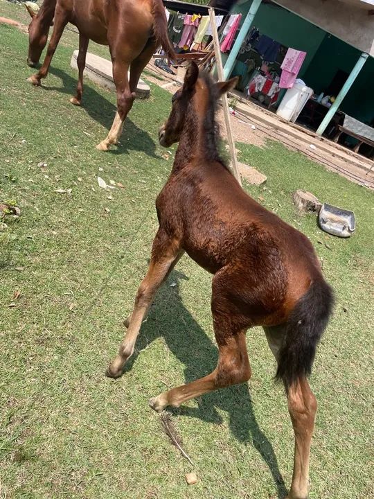 Vende - se éguas  - Foto 4