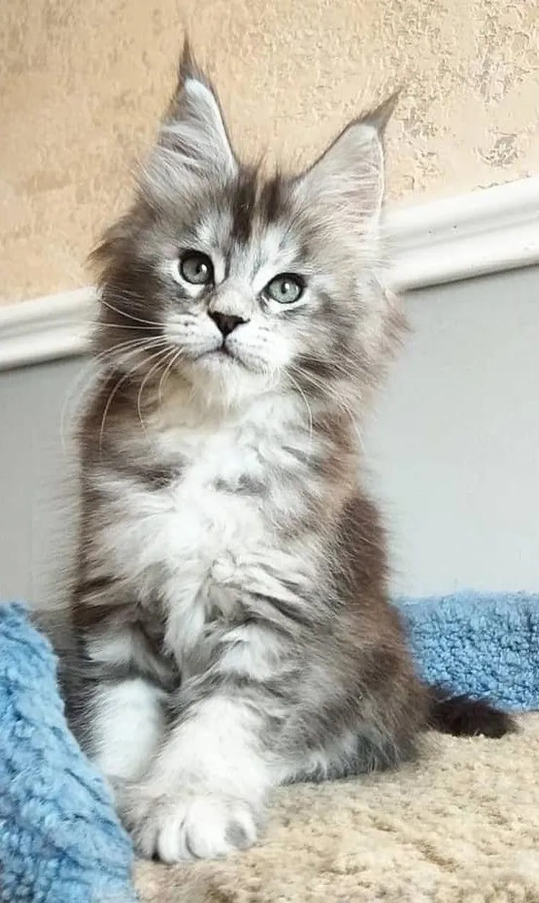 Gato Maine Coon - Gigante Gentil e Cheio de Carinho