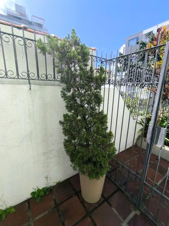 Pinheiro + Vaso cultivado há 10 anos - Foto 5