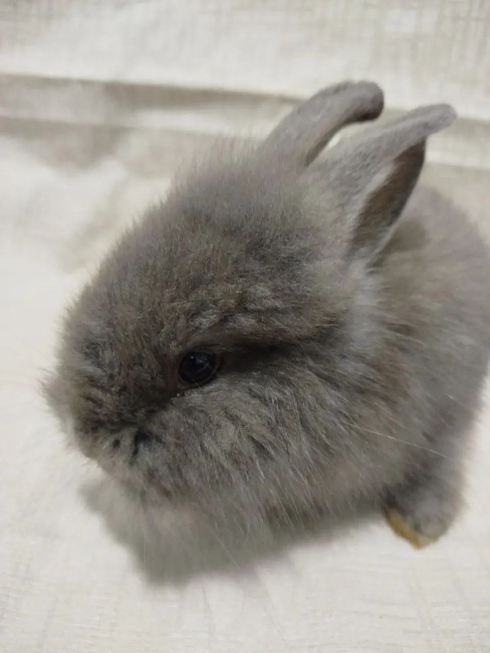 Filhote de coelho  - Foto 2