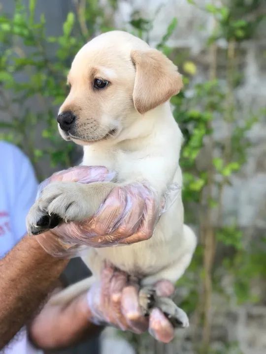 Labrador trabalhamos com mais de 20 raças. - Foto 3