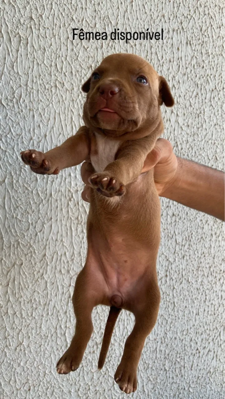 Filhote de Pitbull fêmea disponível