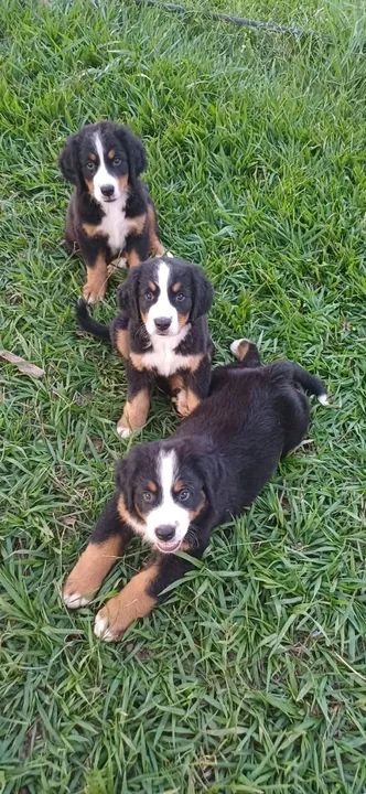 filhote fêmea bernese mountain com pedigree - Foto 3