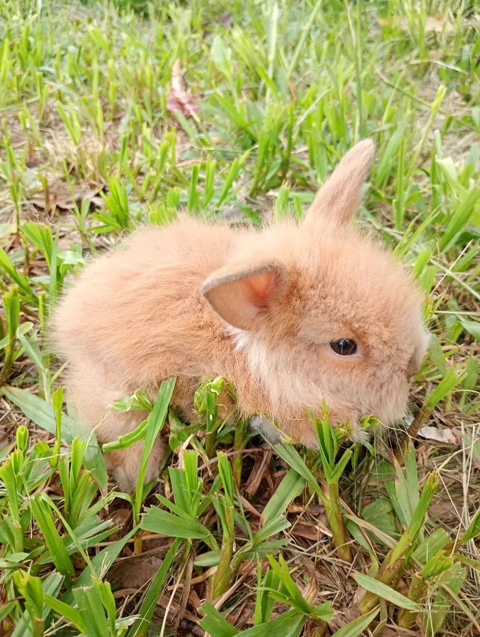 Filhotes de coelho mini Lion 