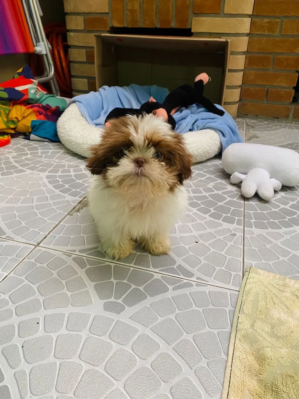 Filhote Shih Tzu para adoção