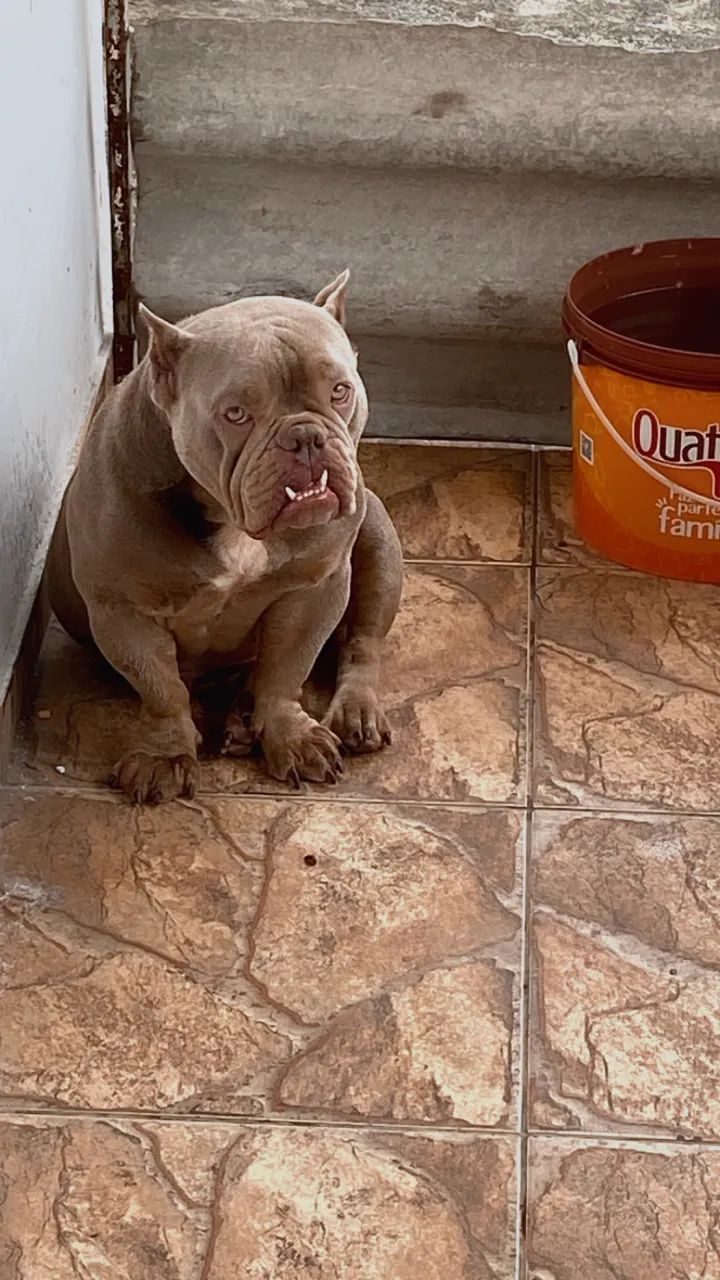 ExoticBully Fêmea64309621300098122