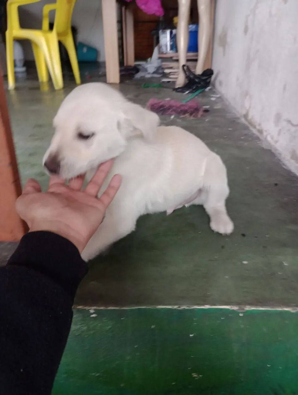 Filhote de cachorro branco - Foto 4