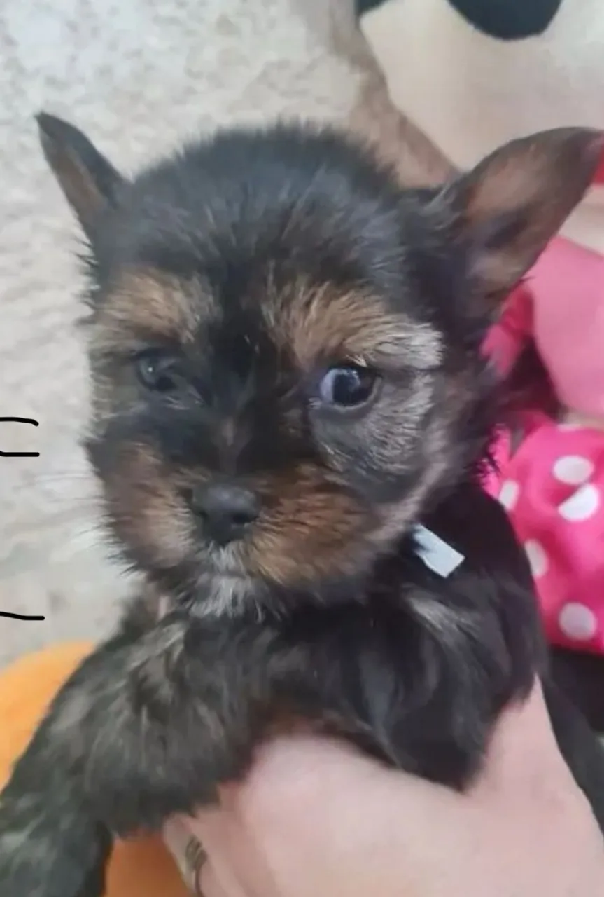Cachorro para adoção - dócil e carinhoso