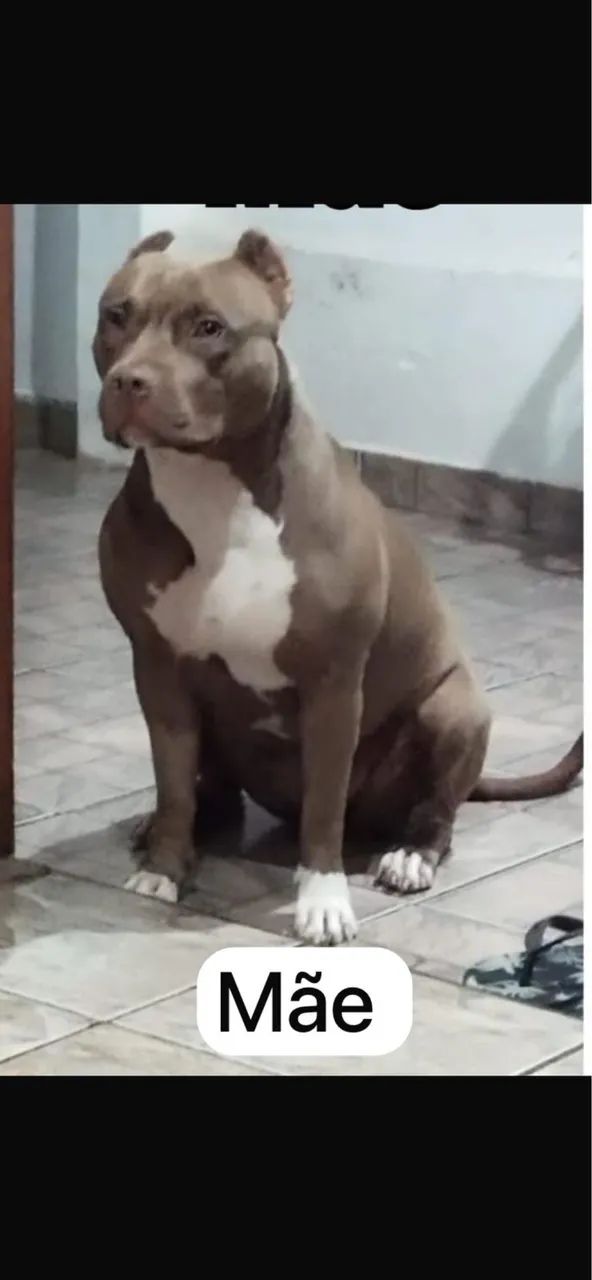 Vende-se filhote macho de Pit Monster   - Foto 4