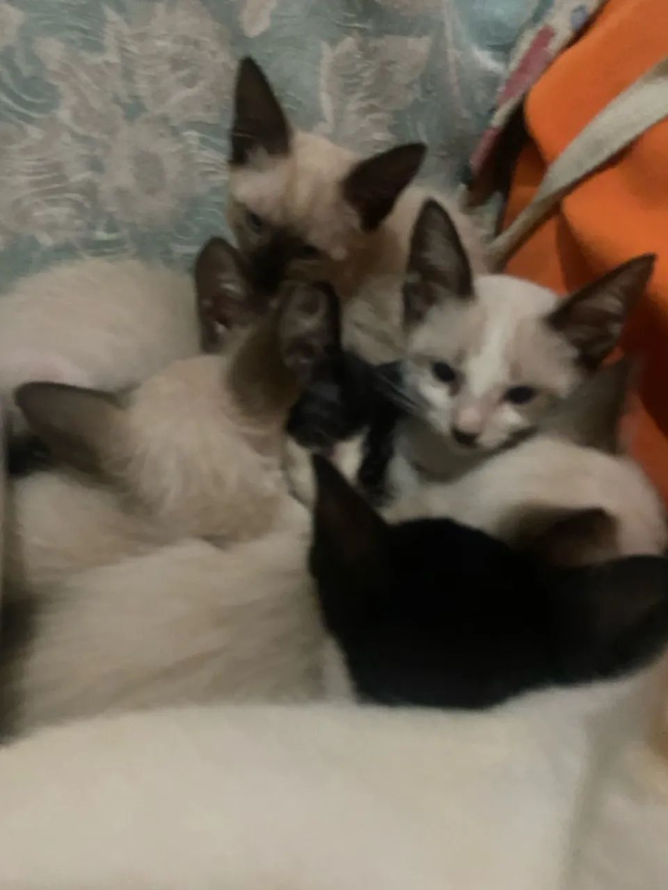 Gatinho filhote - 3 meses - Foto 3