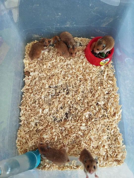 Filhotes de hamster sírio - Foto 4