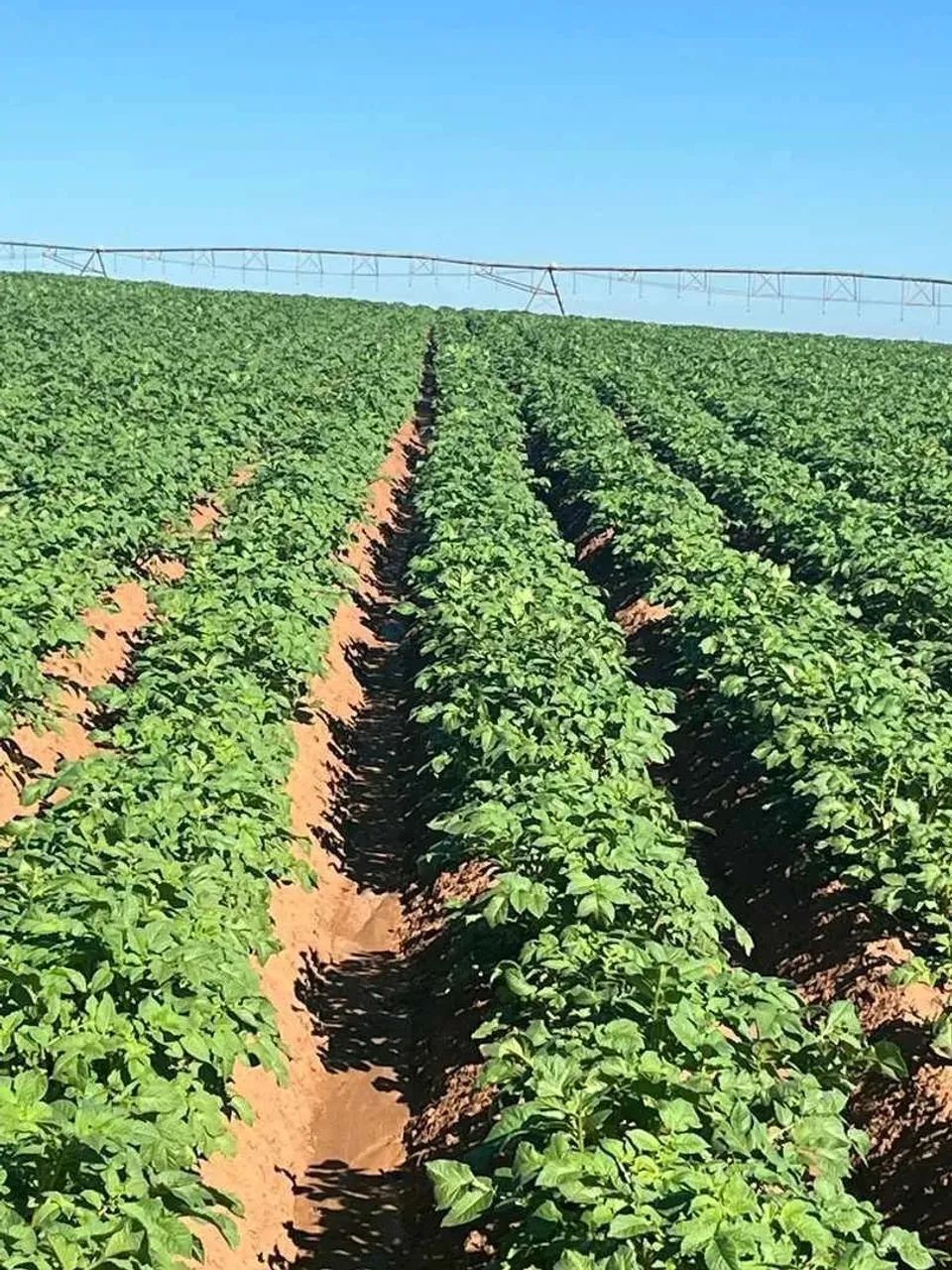fazenda na região da cidade de franca no estado de São Paulo - Foto 5