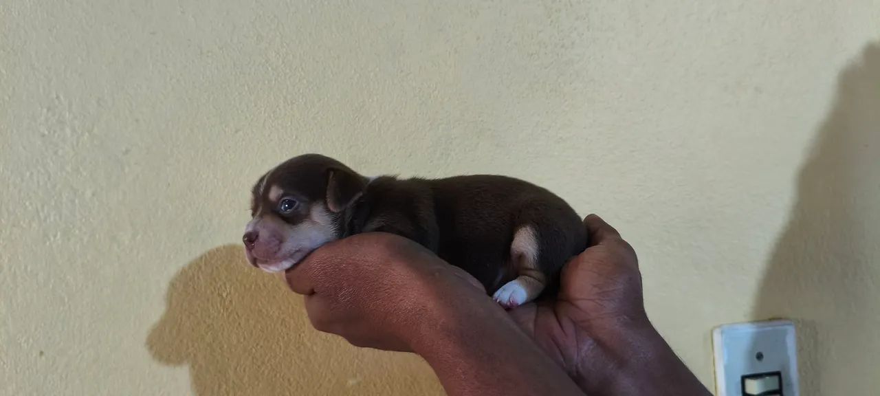 Filhotes de Pinscher  - Foto 3