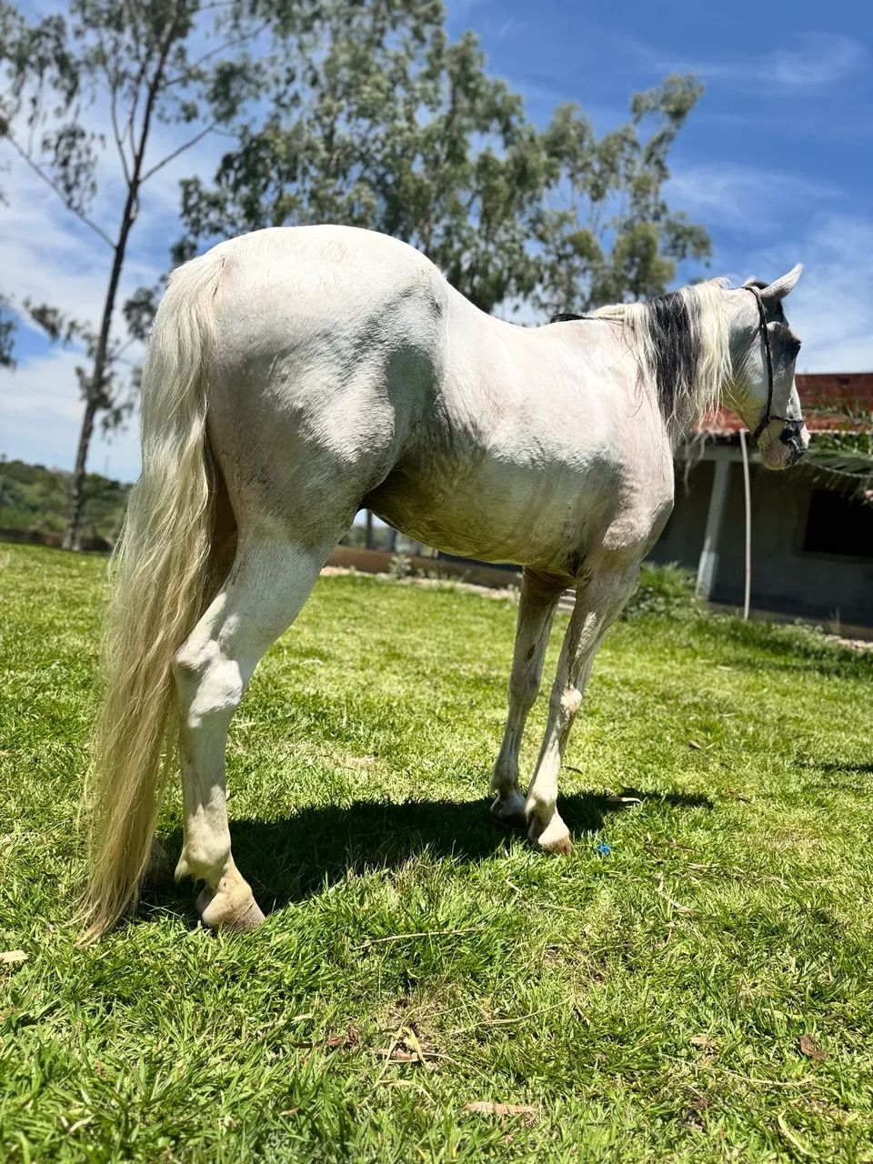 Cavalo pampa de tordilho - Foto 6