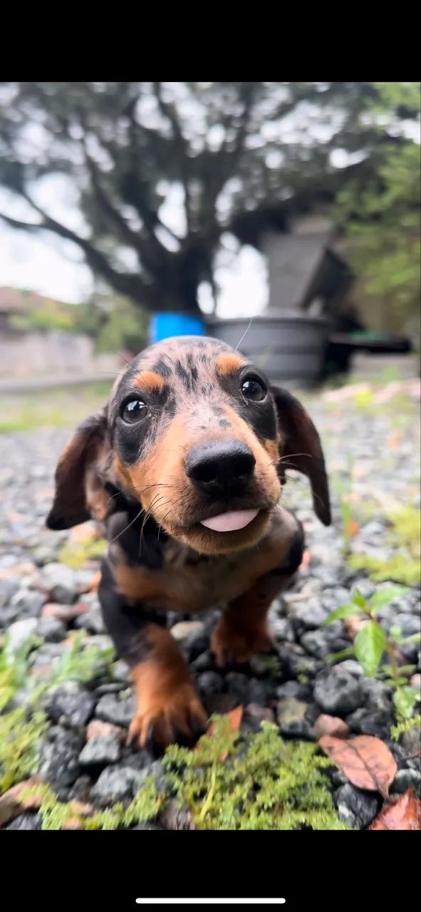 Daschshund Cofap teckel salsixinha  - Foto 3