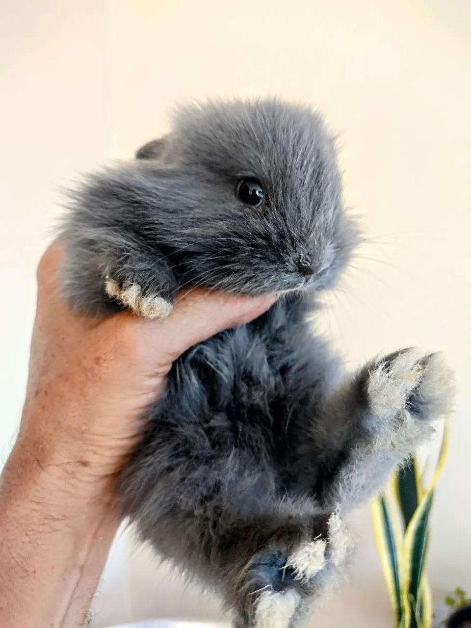 Míni Coelhos  - Foto 3