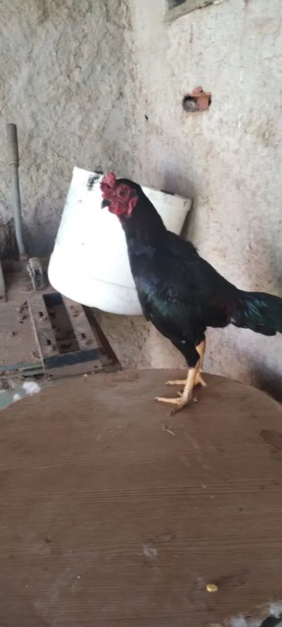 Galo mini índio  - Foto 2