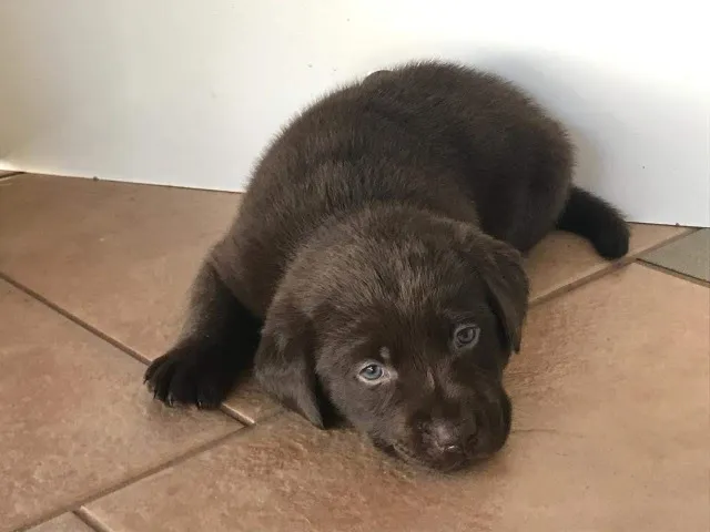 Labrador- Fêmea com 67 dias de vida, vermifugada e garantias de vida- Dani
