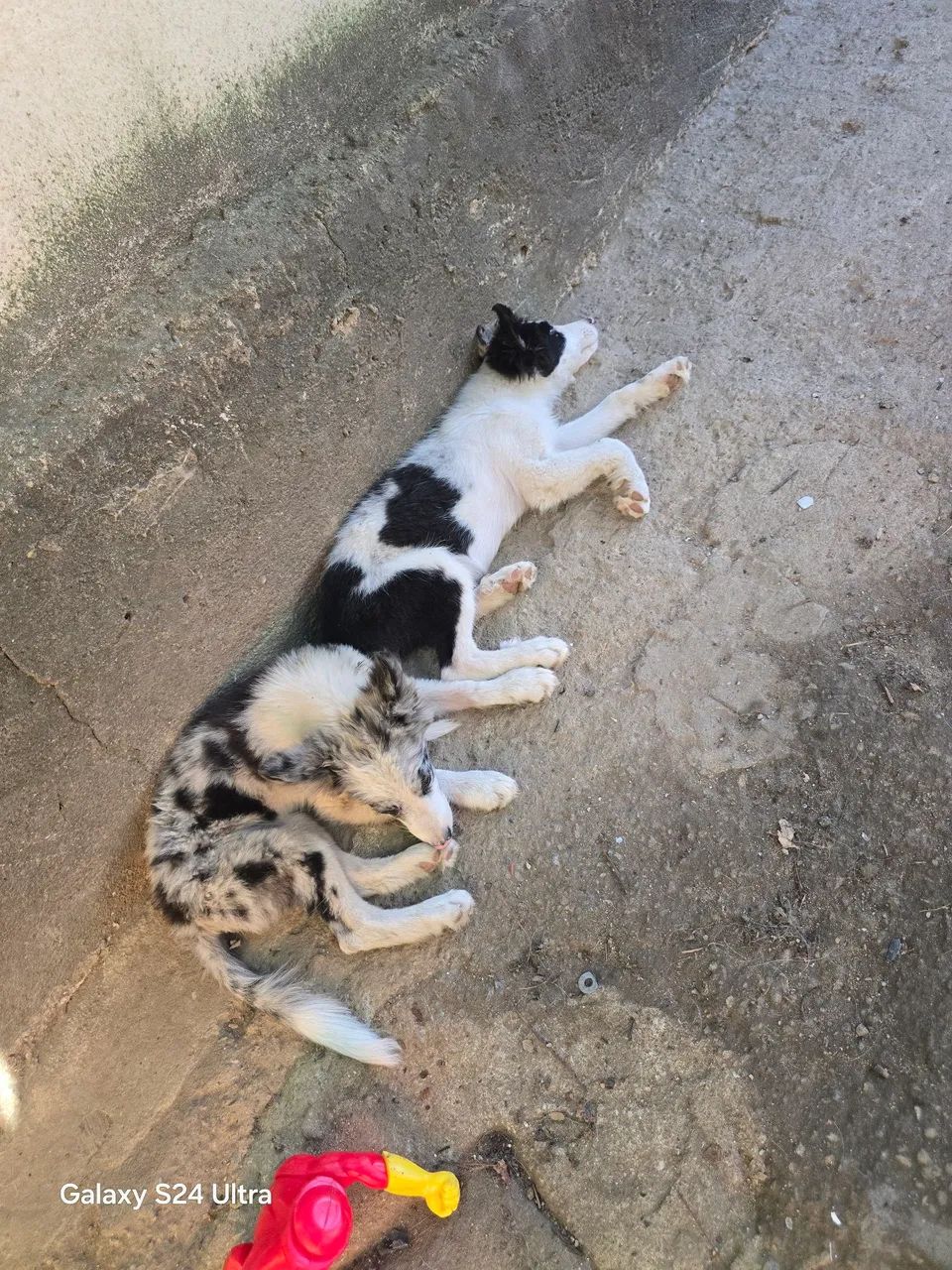 Dois filhotes de Border Collie