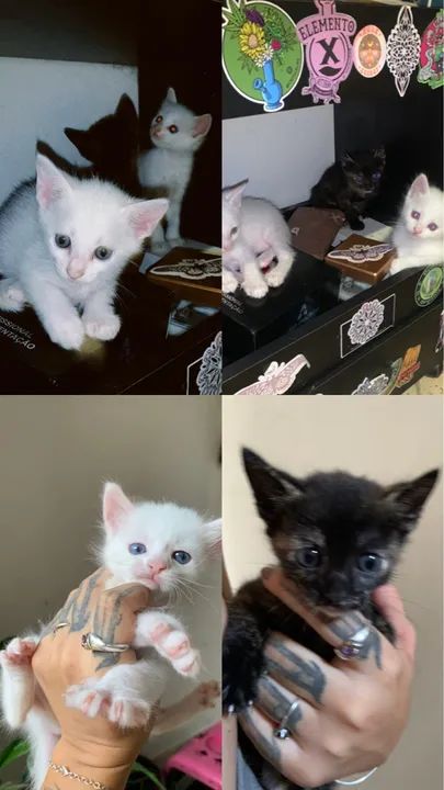 gatinhas para adoção 