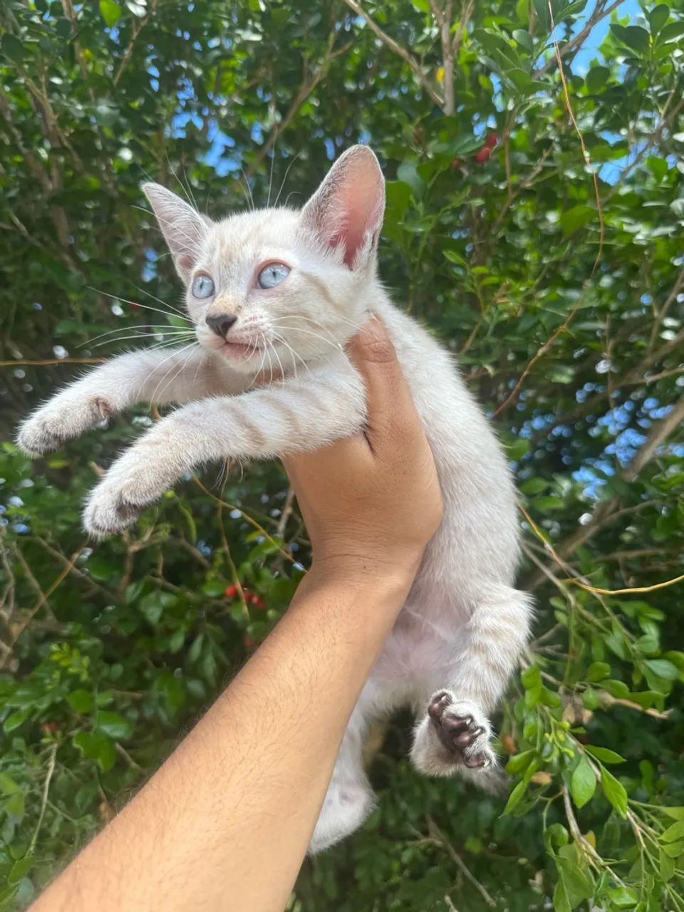 Adoção gatas filhote  - Foto 2
