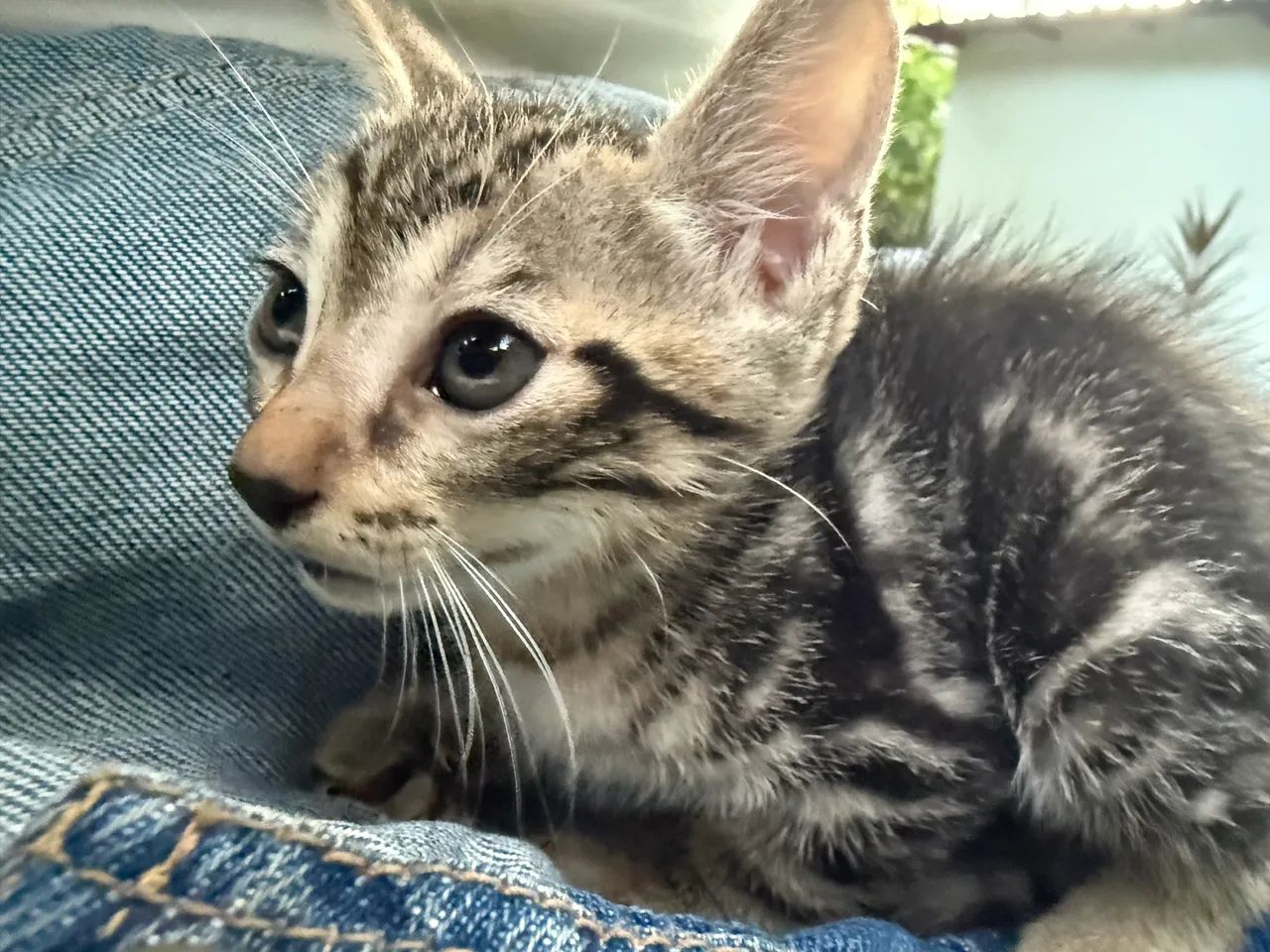 AJUDA 1 macho e 2 fêmeas para adoção responsável - Foto 3