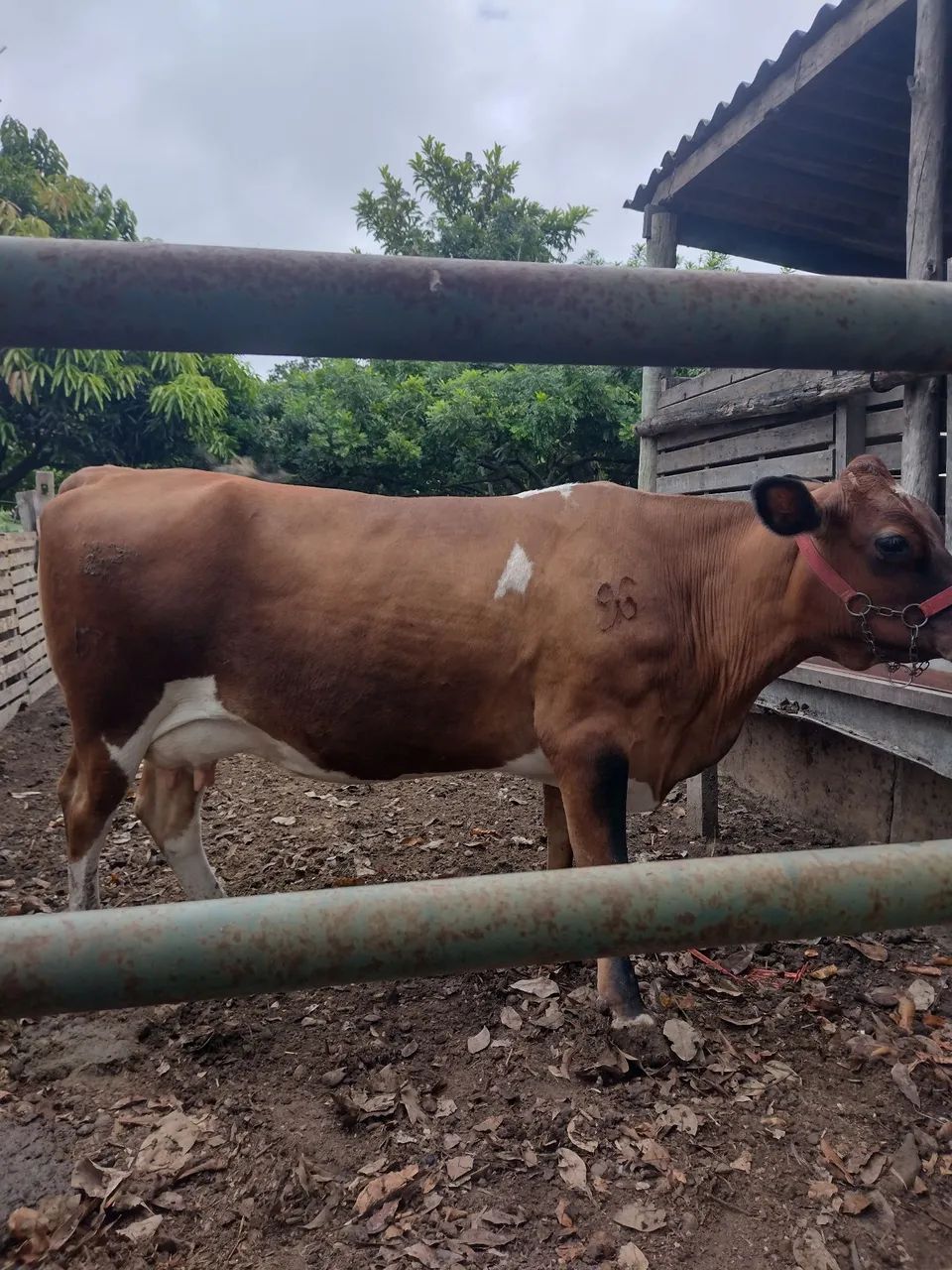 Vacas Jersey  - Foto 3