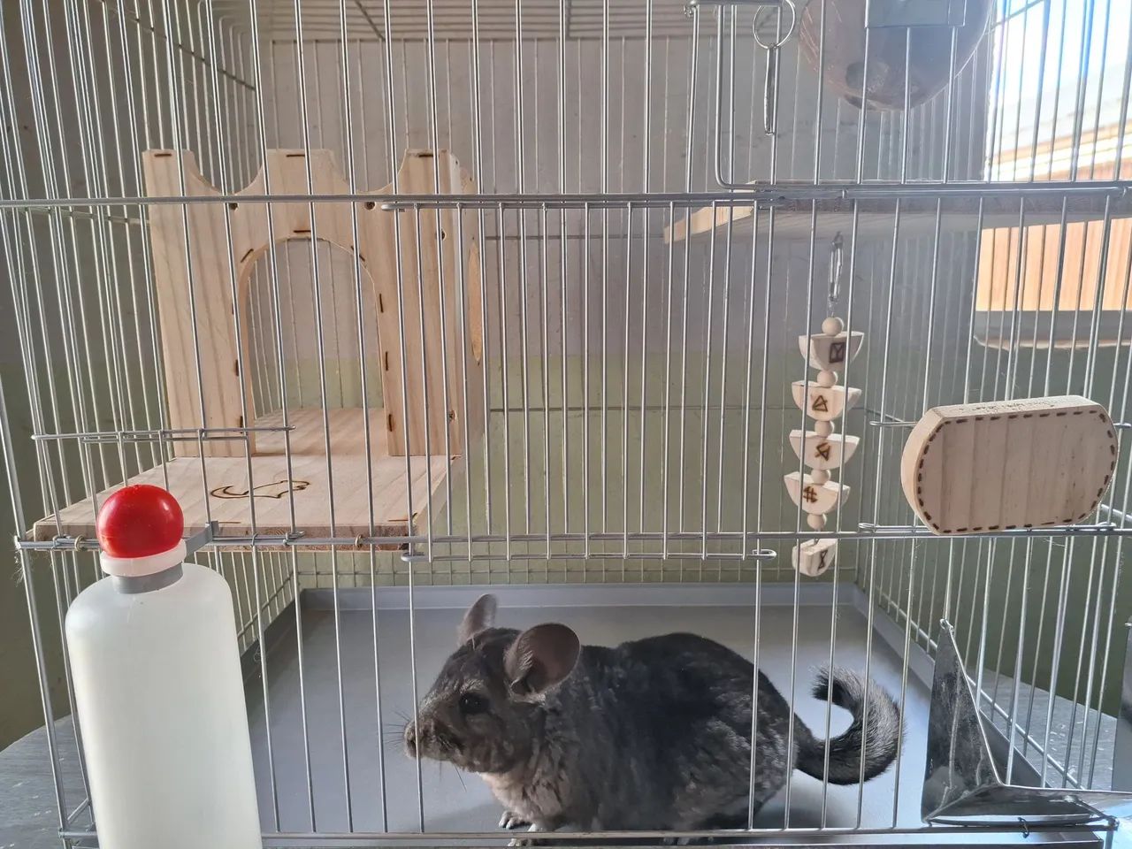 Chinchila + gaiola completa + alimentação  - Foto 2