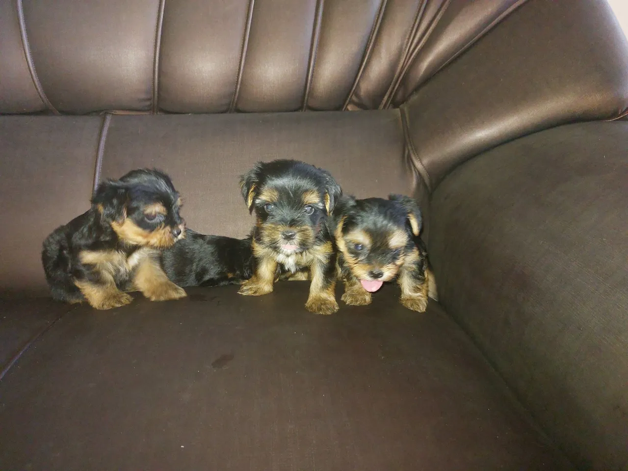 Yorkshire Terrier Filhotes