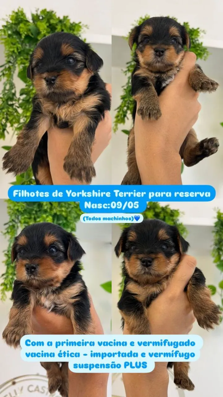 Filhotes Yorkshire Terrier para Reserva - Machinhos