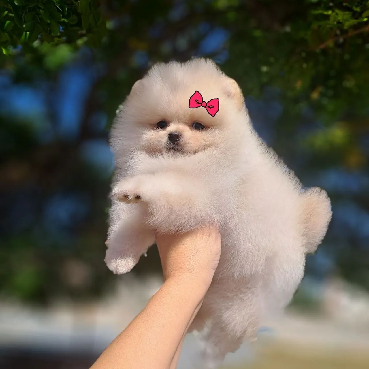 Ursinhos Creme Minúsculos Lulu da Pomerânia  - Foto 4